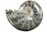 Polished Agatized Ammonite (Phylloceras?) Fossil - Madagascar #213775-1
